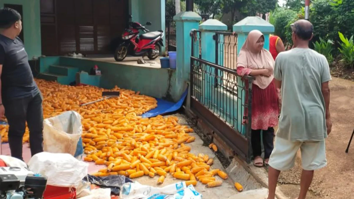 Petani di Desa Cipeundeuy, Kecamatan Cipeundeuy, Kabupaten Bandung Barat (KBB) menggelar panen jagung hibrida, Senin 26 Februari 2024.