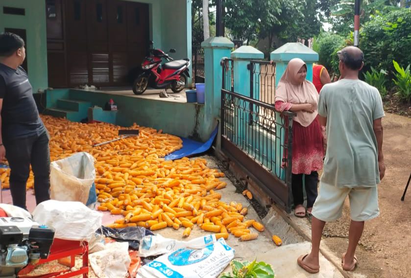 Petani di Desa Cipeundeuy, Kecamatan Cipeundeuy, Kabupaten Bandung Barat (KBB) menggelar panen jagung hibrida, Senin 26 Februari 2024.