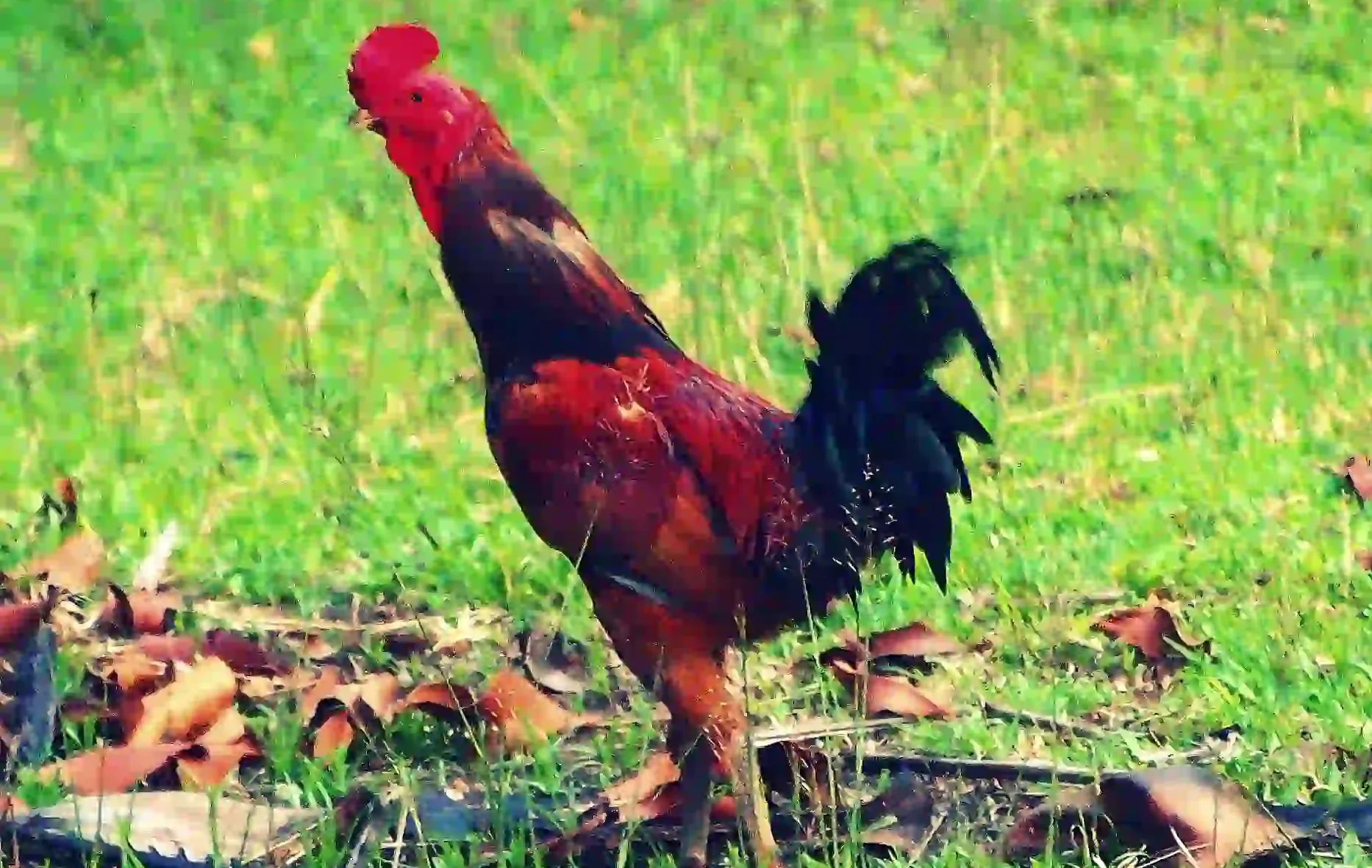 Cara Ternak Ayam Kampung hingga 60 Hari Panen, Peluang Bisnis yang Sangat Menjanjikan!