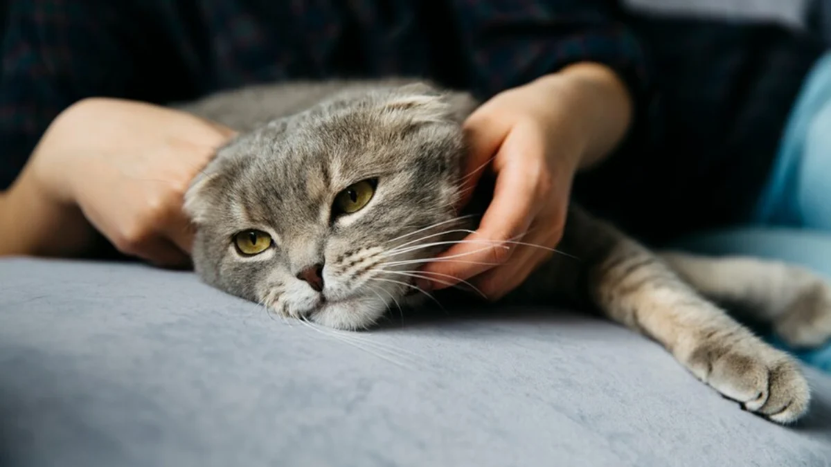 Ciri-ciri Kucing Sakit dan Perubahan Perilaku yang Perlu Diketahui!