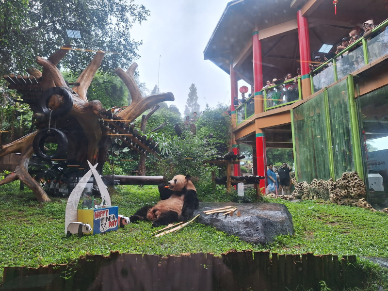 Pengunjung saat melihat salah satu panda yang ada di Taman Safari Bogor.