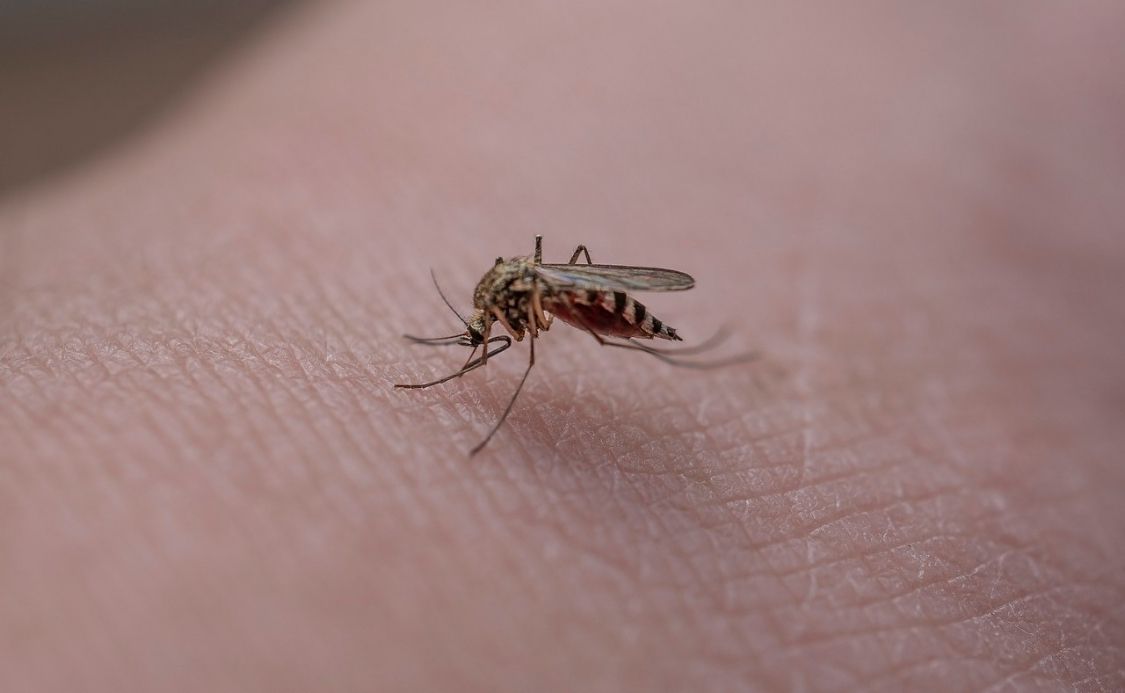 Ilustrasi nyamuk Aedes aegyti. Foto dok (pixabay)