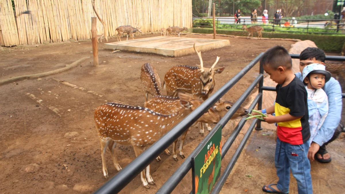 Pengunjung Bandung Zoo saat memeberi makan rusa. Pengunjung saat menikmati wahana naik unta di Bandung Zoo.