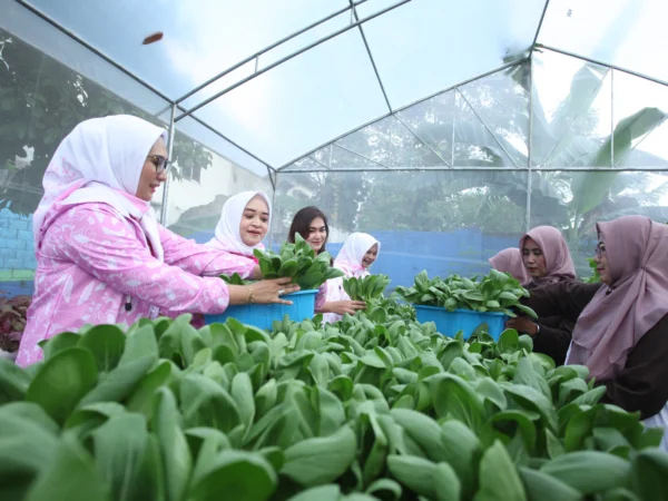 Didukung oleh BRI Peduli, Intip Kegiatan Bertani di Tengah Kota Medan
