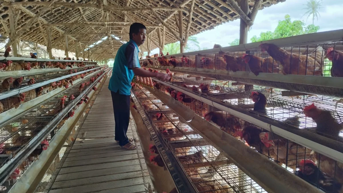 Peternak Klaster Usaha Mandiri Makmur Lampung setiap kali mengumpulkan telur-telur hasil ternak/ Dok. Humas BRI
