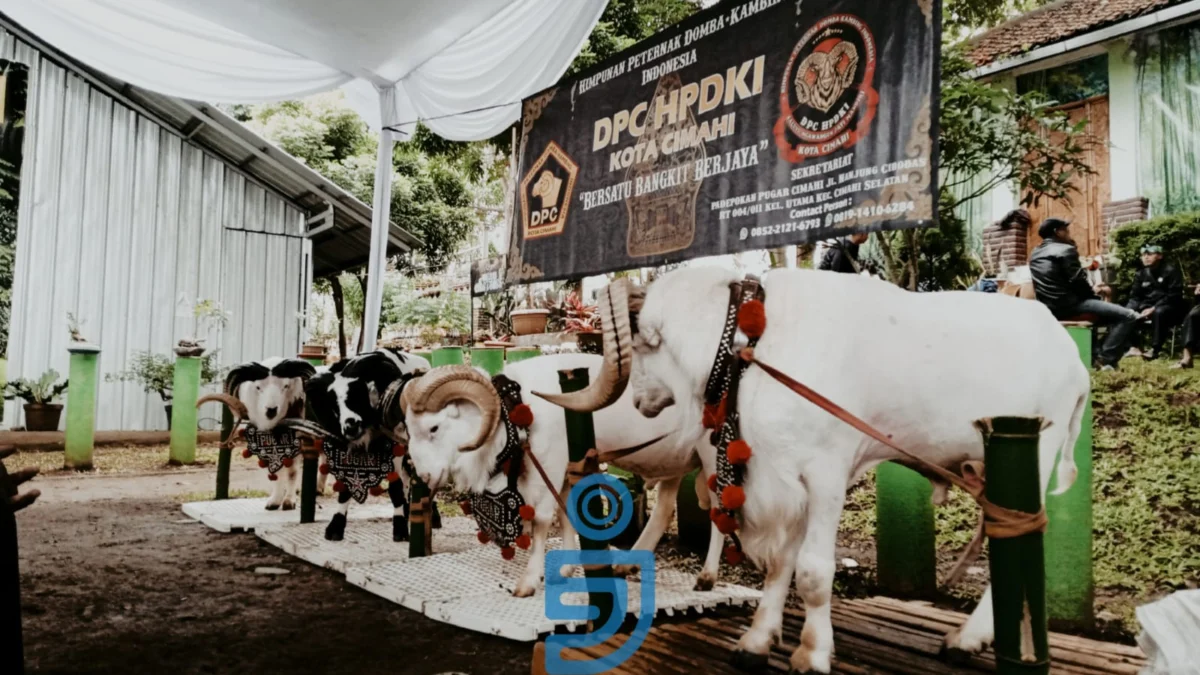Salah satu domba dari Himpunan Peternak Domba-Kambing Indonesia yang memikat sejumlah pengunjung di Festival Agribisnis Ekowisata Cimahi, Sabtu 9 Maret 2024.