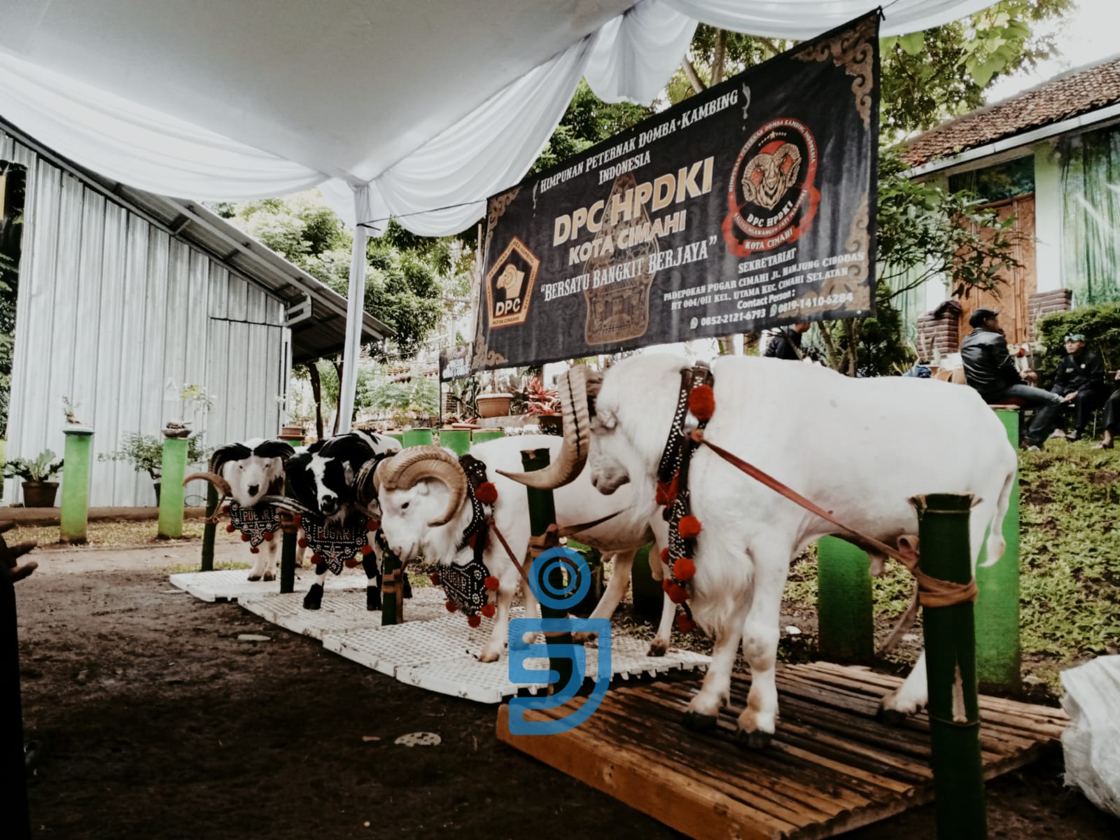 Salah satu domba dari Himpunan Peternak Domba-Kambing Indonesia yang memikat sejumlah pengunjung di Festival Agribisnis Ekowisata Cimahi, Sabtu 9 Maret 2024.