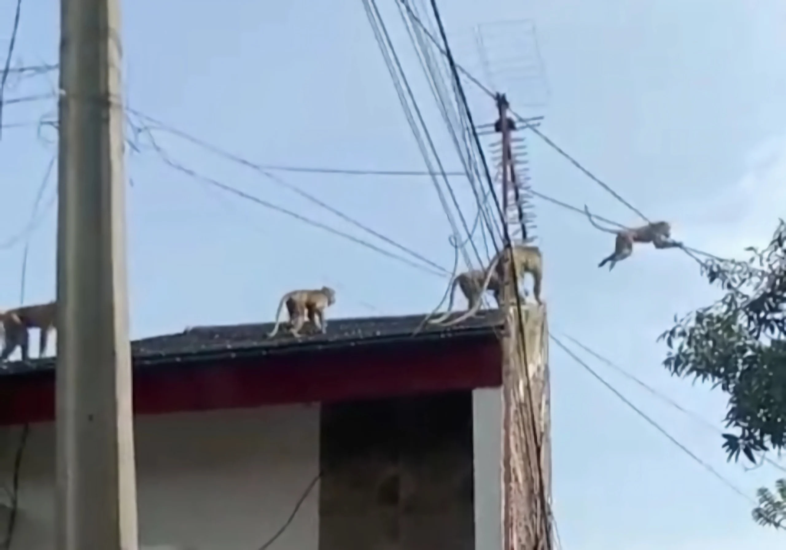 Kawanan monyet ekor panjang saat berkeliling di pemukiman warga wilayah Kelurahan Rancaekek Kencana, Kecamatan Rancaekek, Kabupaten Bandung.