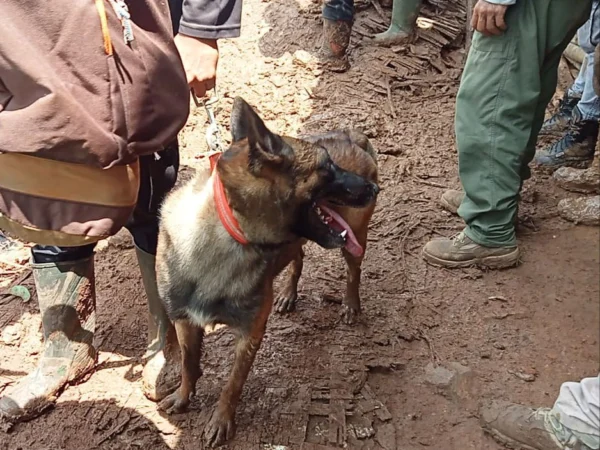 Tim SAR terjunkan anjing pelacak K-9 dalam pencarian korban hilang tertimbun longsor di Desa Cibenda, Kecamatan Rongga, KBB. Senin (25/3). Foto istimewa