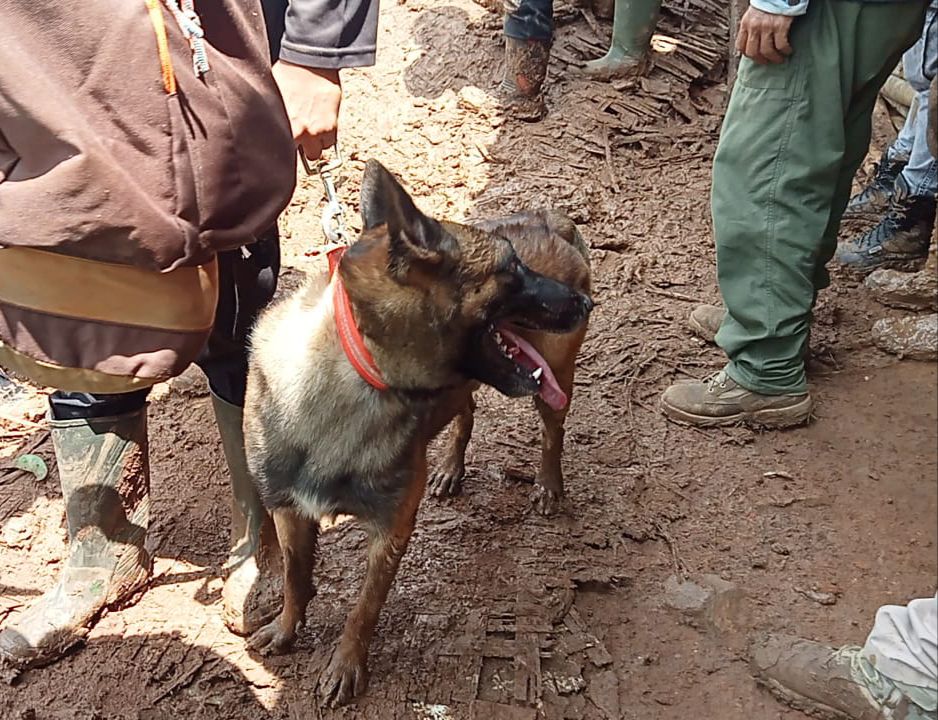 Tim SAR terjunkan anjing pelacak K-9 dalam pencarian korban hilang tertimbun longsor di Desa Cibenda, Kecamatan Rongga, KBB. Senin (25/3). Foto istimewa