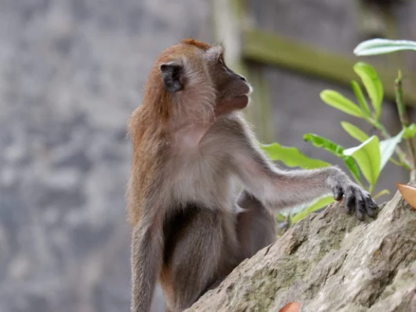 Ini Penyebab Monyet Turun ke Kota Bandung, Tanda Bencana Alam atau Kekurangan Makanan?