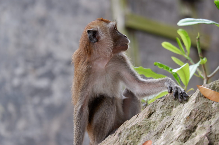 Ini Penyebab Monyet Turun ke Kota Bandung, Tanda Bencana Alam atau Kekurangan Makanan?