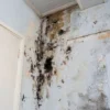 4 Cara Efektif Menghilangkan Jamur Hitam di Dinding Rumah