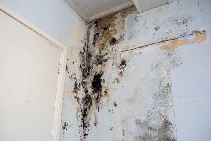 4 Cara Efektif Menghilangkan Jamur Hitam di Dinding Rumah