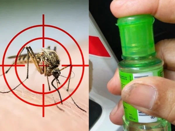 5 Cara Alami Mengusir Nyamuk di Rumah, Bikin Kamu Tenang Tanpa Harus Repot