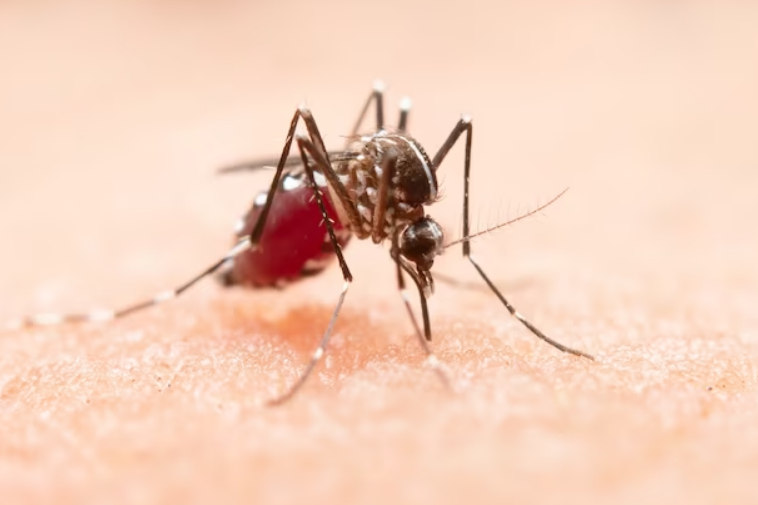 Ilustrasi: Nyamuk Aedes aegypti penyebab DBD di Kota Banjar.