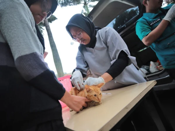 Sterilisasi Kucing Liar Vaksin Rabies Gratis di Bandung (bandung.go.id)