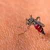 Arbovirus: Penyakit Serius dari Gigitan Nyamuk yang Perlu Kamu Waspadai