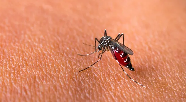 Arbovirus: Penyakit Serius dari Gigitan Nyamuk yang Perlu Kamu Waspadai