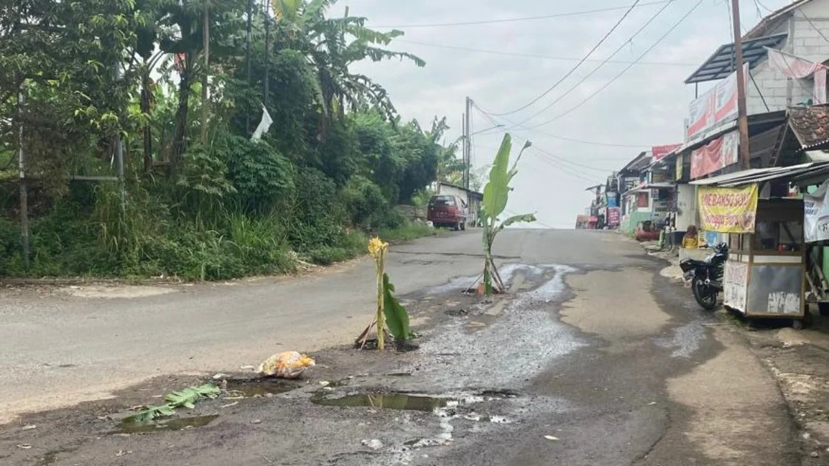Jalan Kampung Kiarapayung, Desa Mekarsari, Kecamatan Ngamprah, Bandung Barat ditanami pohon pisang oleh warga. Kamis (18/4). Foto Jabarekspres