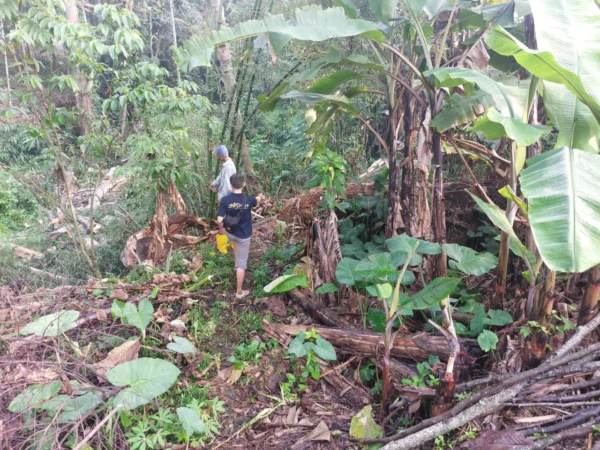 TKP tewasnya Oleh (65) dan Asep (50), saat menebang pohon di lahan milik Bupati Sukabumi.