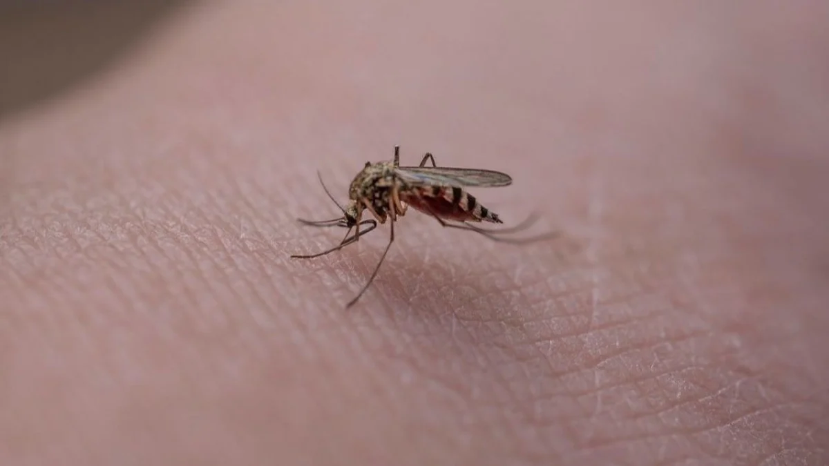 Ilustrasi: Nyamuk Aedes aegypti penyebab DBD di KBB.