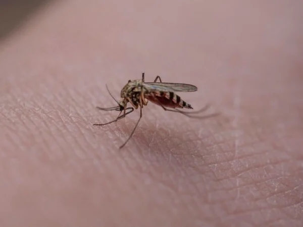 Ilustrasi: Nyamuk Aedes aegypti penyebab DBD di KBB.