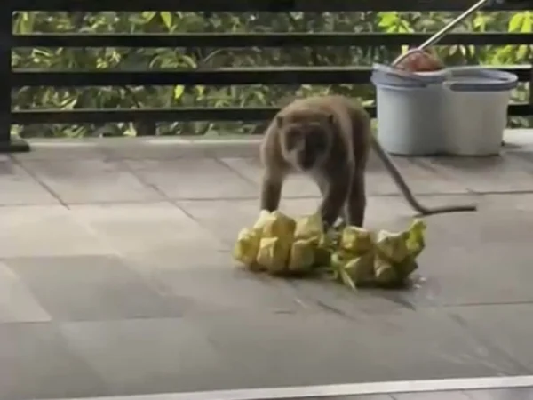 Seekor monyet besar mendatangi rumah milik warga dan mengacak-ngacak isi dapur serta mencuri ketupat di Villa Bandung Indah, Desa Cimekar, Kabupaten Bandung, Selasa (9/4/2024).