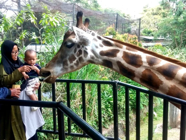 Sejumlah wisatawan lokal saat berkunjung di area kandang rusa Bandung Zoo.