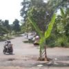 Jalan akses menuju Kantor Pemda Bandung Barat ditanami pohon pisang oleh warga. Jumat (19/4). Foto Jabarekspres