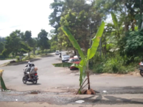 Jalan akses menuju Kantor Pemda Bandung Barat ditanami pohon pisang oleh warga. Jumat (19/4). Foto Jabarekspres