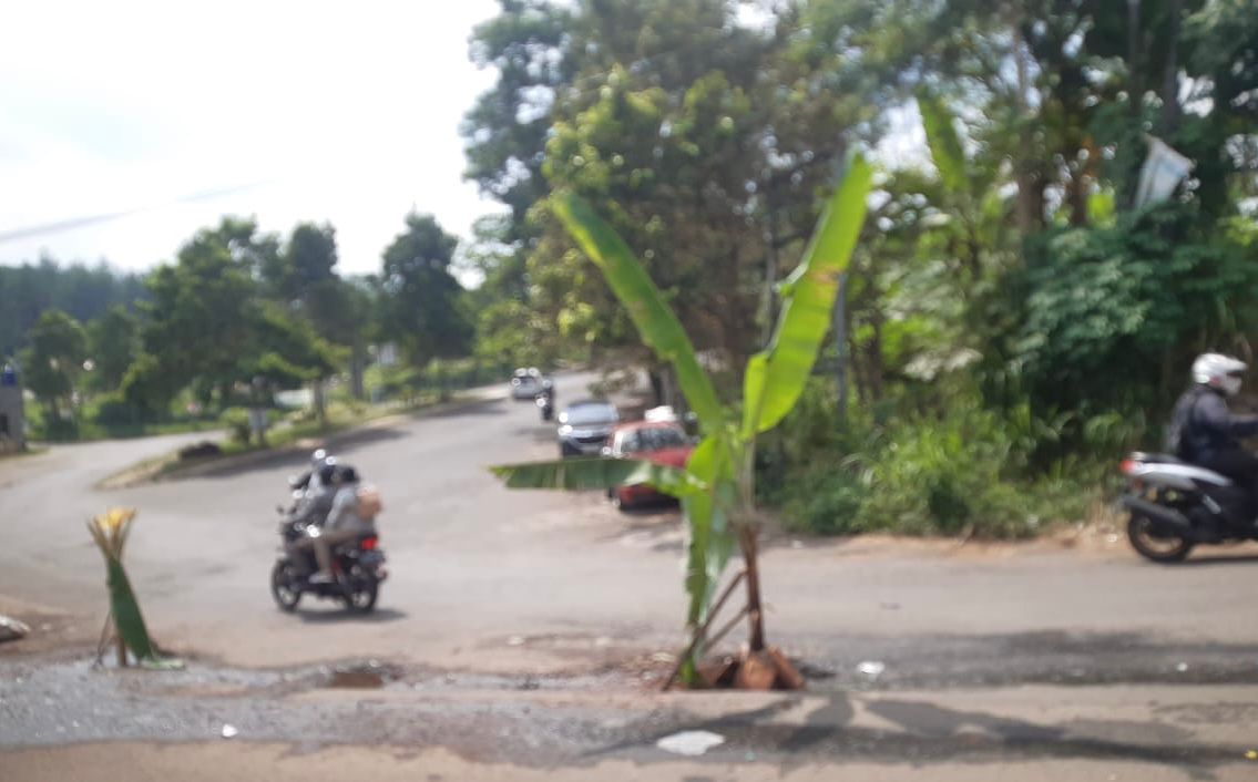 Jalan akses menuju Kantor Pemda Bandung Barat ditanami pohon pisang oleh warga. Jumat (19/4). Foto Jabarekspres