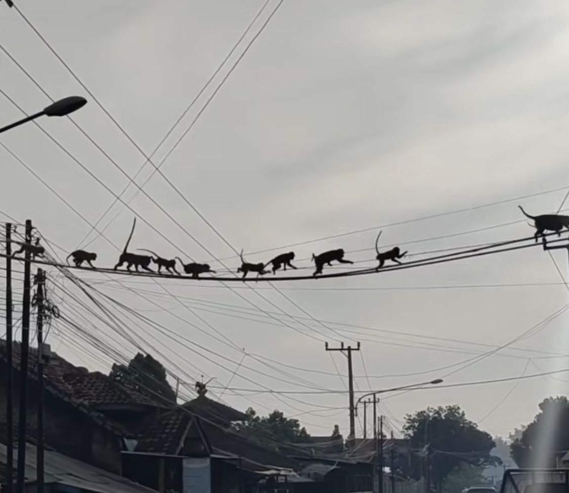 Segerombolan monyet liar sedang melintasi kabel di Kampung Cibeureum, Desa Sadu, Kecamatan Soreang, Kabupaten Bandung, Rabu (24/4) pagi.