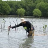 Peringati Hari Bumi Sedunia : Bio Farma Tanam 4000 Mangrove