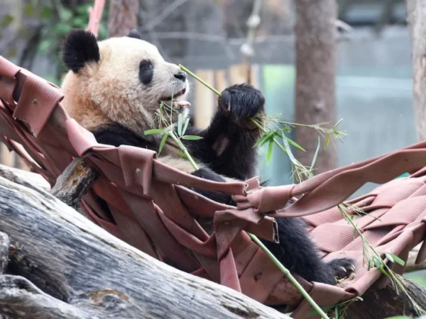 Seekor panda raksasa terlihat di kebun binatang di Madrid, Spanyol, 22 Februari 2024. (ANTARA)