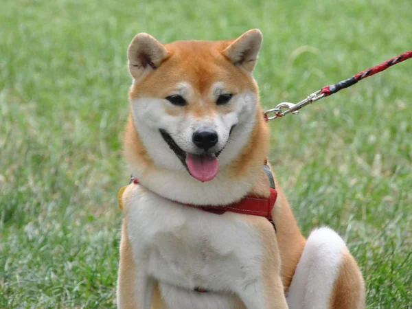 Kabosu, Anjing Shiba Inu yang Terkenal Karena Meme Doge, Wafat dalam Tidur