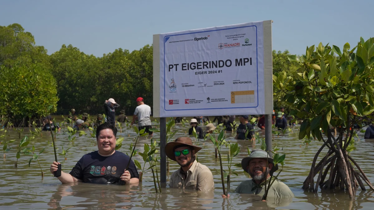 Kegiatan anam 10.000 Pohon Mangrove yang diselenggarakan EIGER bersama WAnadri dan puluhan siswa.