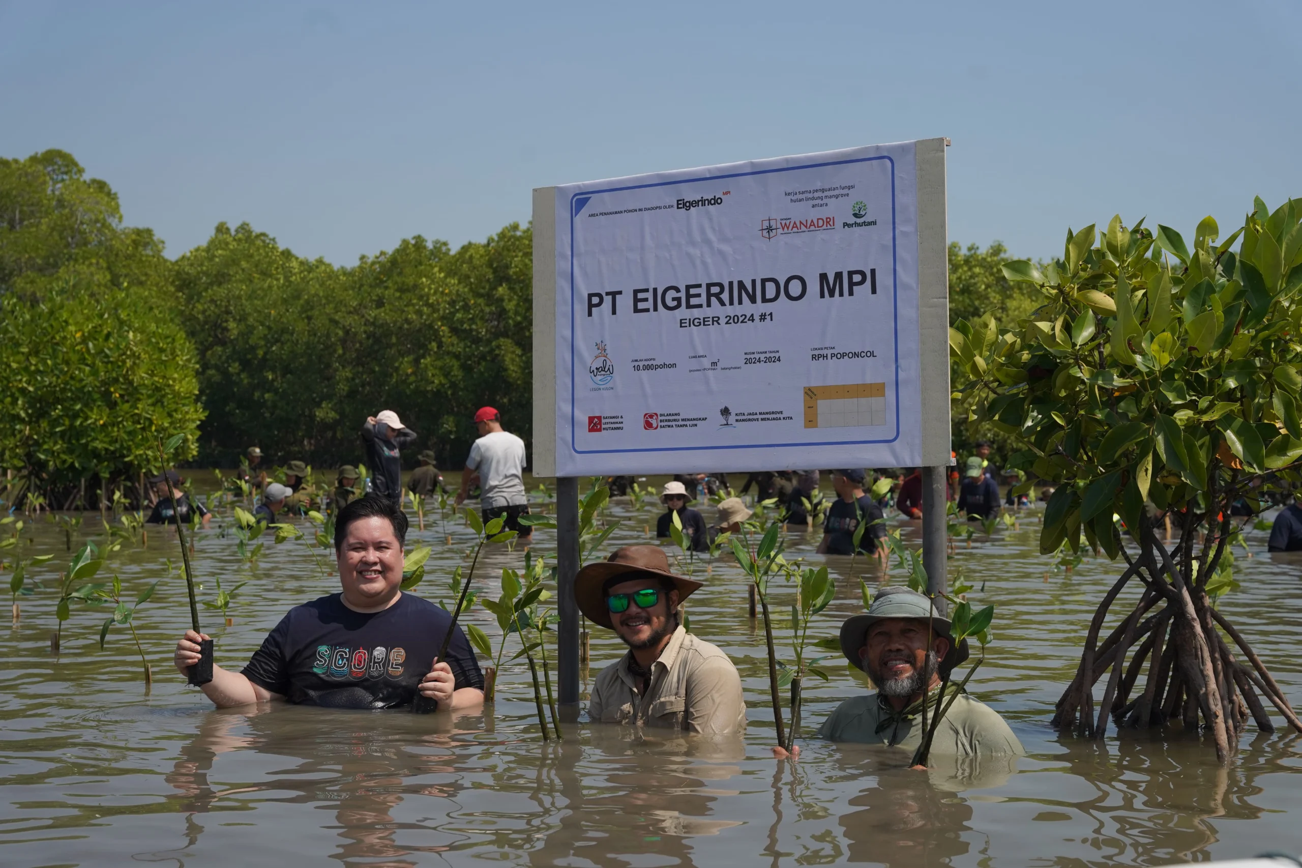 Kegiatan anam 10.000 Pohon Mangrove yang diselenggarakan EIGER bersama WAnadri dan puluhan siswa.