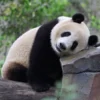 Ngakak Abis! Pengunjung Kebun Binatang di China Dikerjain, Dikira Liat Panda, Ternyata Anjing