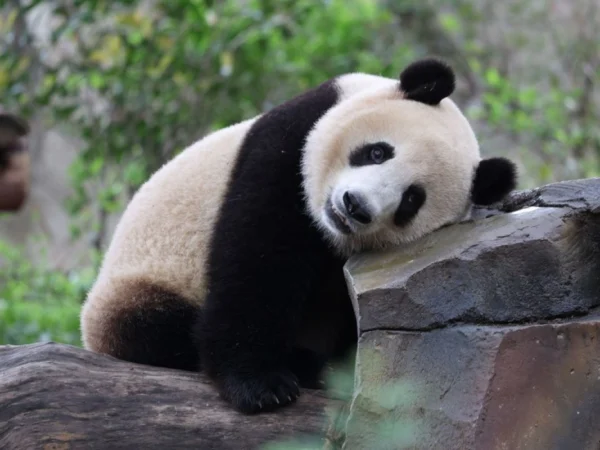 Ngakak Abis! Pengunjung Kebun Binatang di China Dikerjain, Dikira Liat Panda, Ternyata Anjing