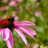 Echinacea: Jenis Bunga yang Dipercaya Memiliki Manfaat Bagi Kesehatan (ilustrasi: Freepik)