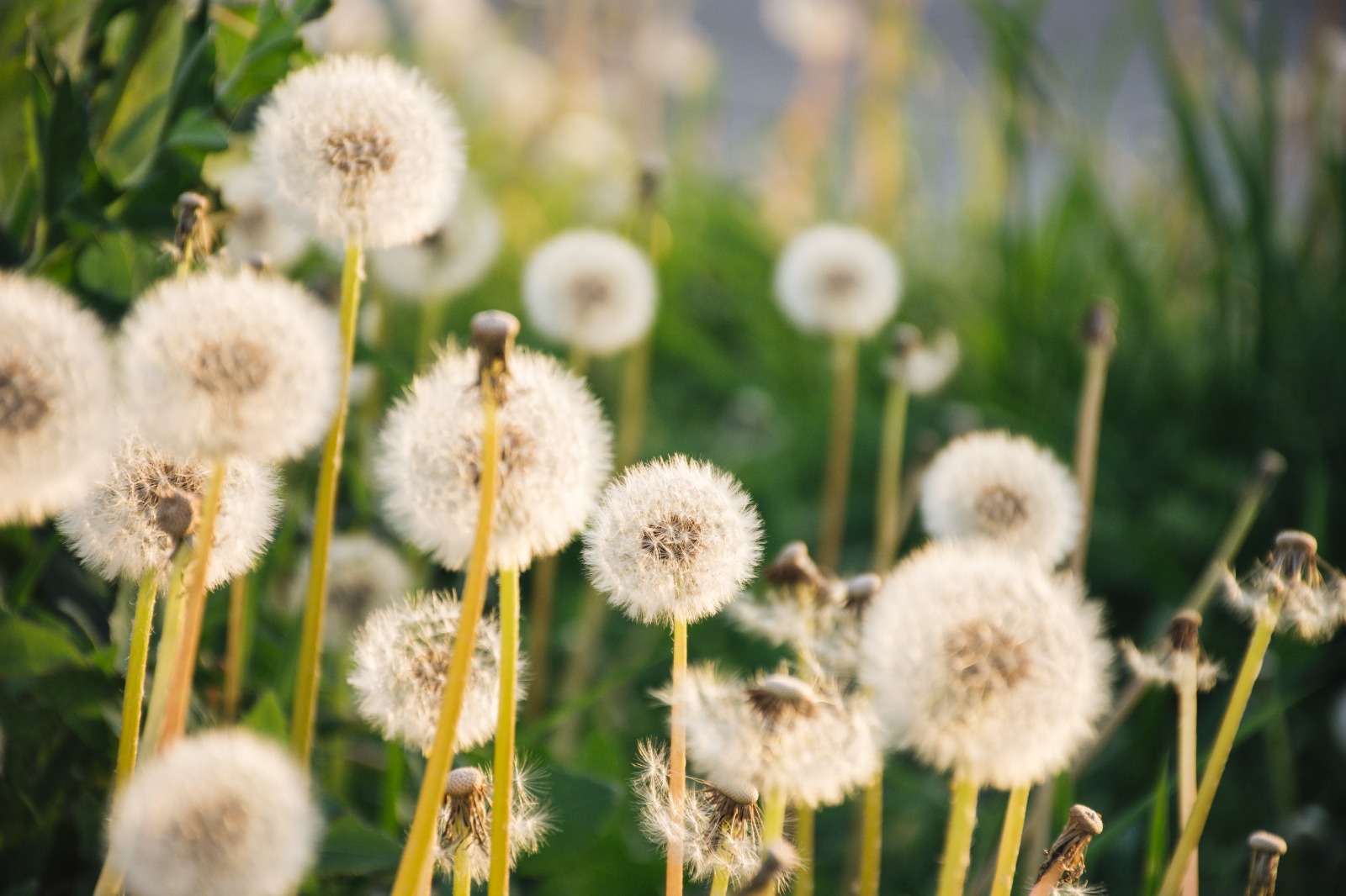 Selain Bentuknya yang Cantik, Ternyata Bunga Dandelion Miliki Manfaat Bagi Pencernaan (ilustrasi: Freepik)