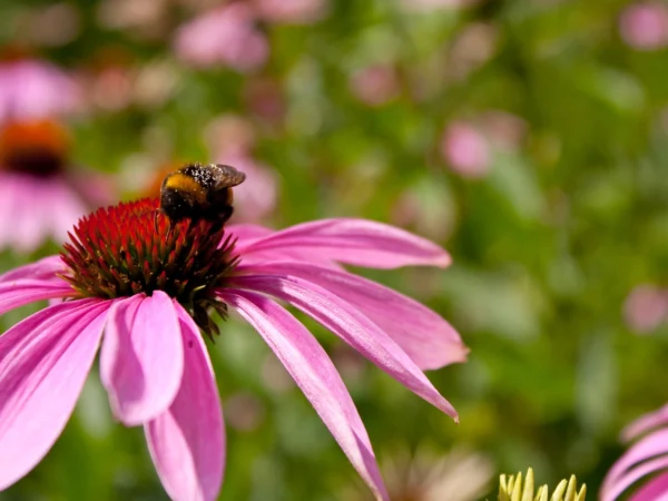 Echinacea: Jenis Bunga yang Dipercaya Memiliki Manfaat Bagi Kesehatan (ilustrasi: Freepik)