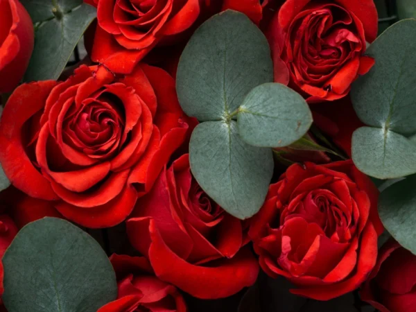 7 Manfaat Menarik dari Bunga Mawar yang Belum Banyak Diketahui