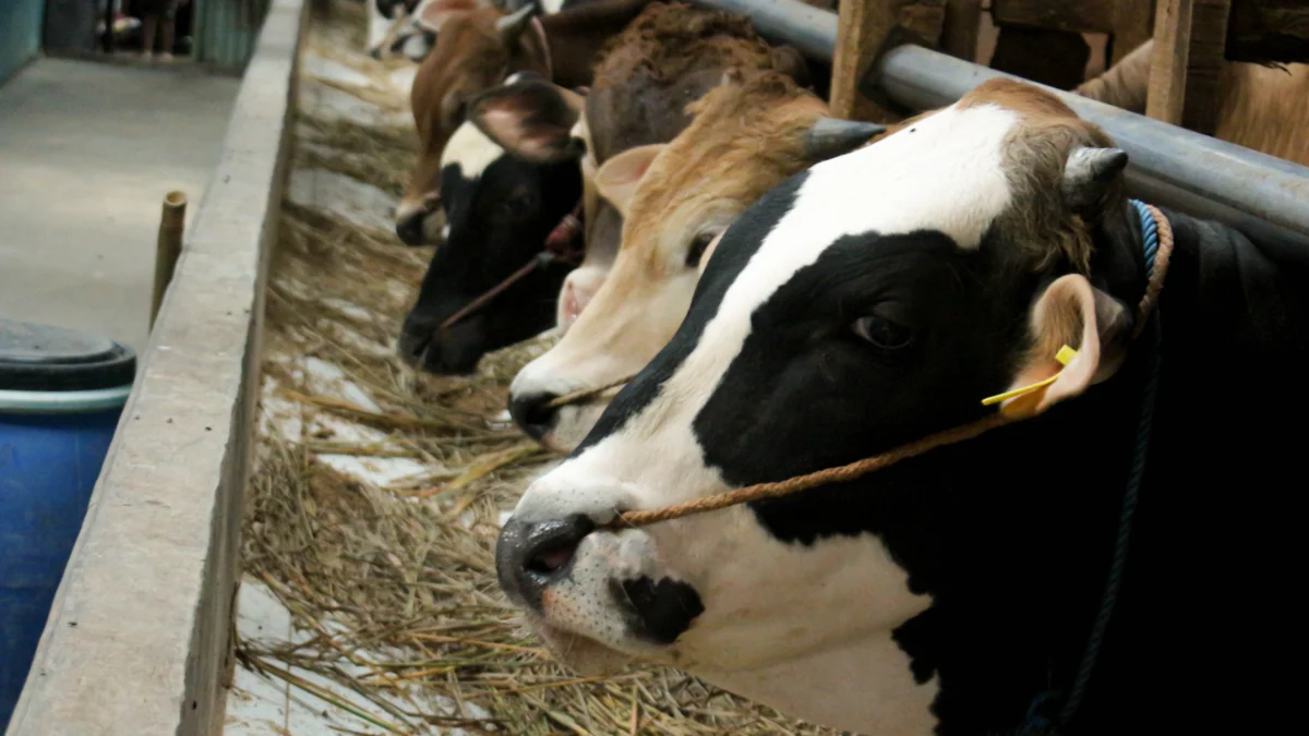 Doc. Sejumlah sapi calon hewan kurban di peternakan sapi menjelang Idul Adha.(Pandu Muslim/Jabar Ekspres)