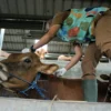 Dokter Hewan DKPP Kota Bandung memberikan injeksi vitamin pada calon hewan Qurban di Peternakan Sapi kawasan Pasanggrahan, Kota Bandung. (Pandu Muslim/Jabar Ekspres)