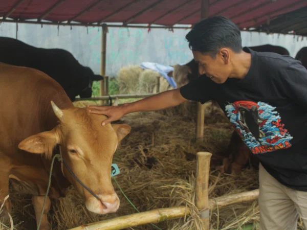 Penjual mengecek kondisi sapi di Lapak Penjualan hewan qurban Jalan Soekarno Hatta, Bandung. (Pandu Muslim/Jabar Ekspres)