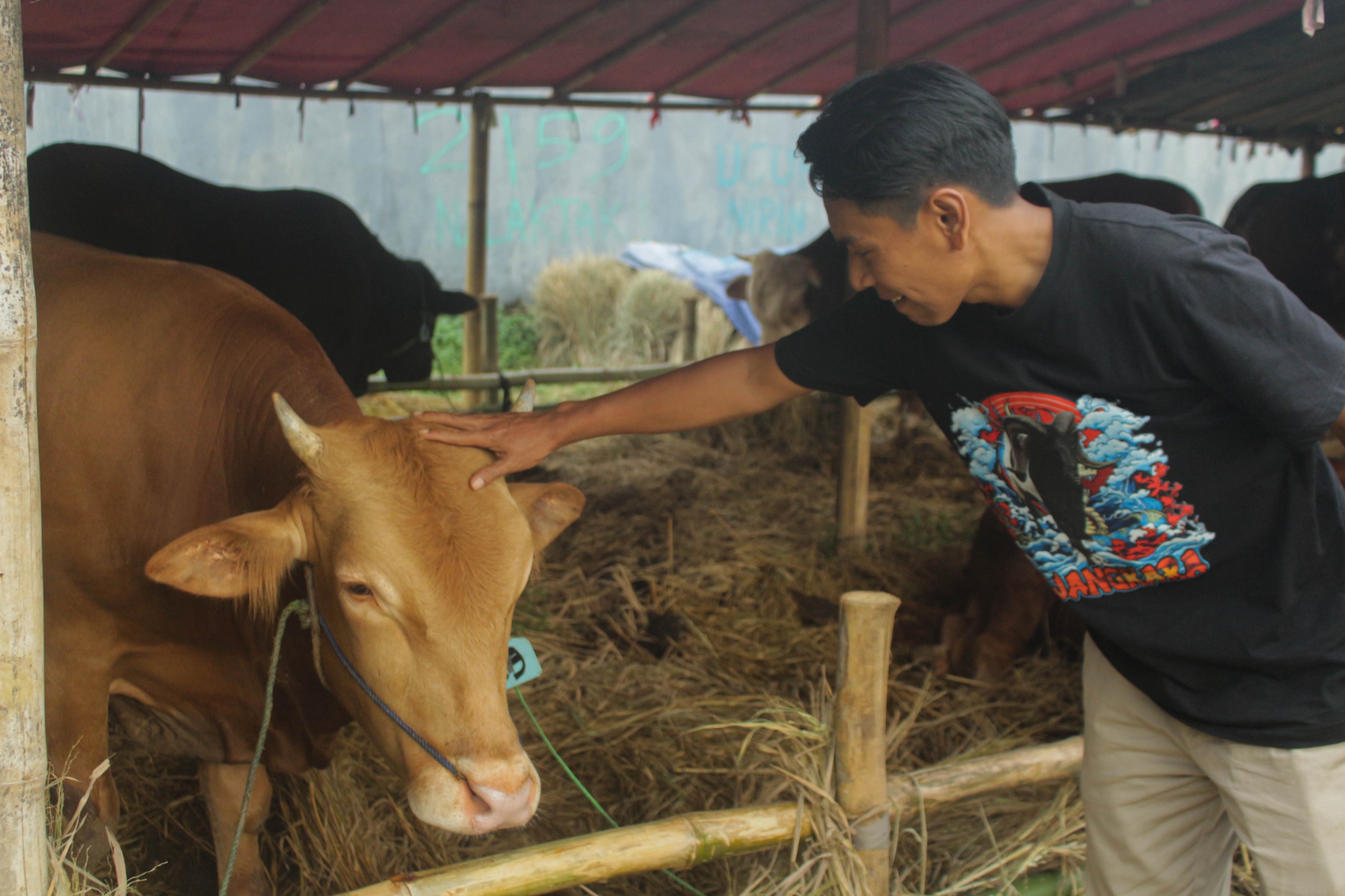 Penjual mengecek kondisi sapi di Lapak Penjualan hewan qurban Jalan Soekarno Hatta, Bandung. (Pandu Muslim/Jabar Ekspres)