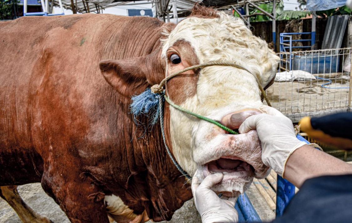 Ilustrasi. Hewan kurban sapi saat diperiksa kesehatan oleh dokter hewan. Minggu (26/5). Dok Jabar Ekspres