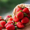 Manfaat Buah Strawberry untuk Kesehatan dan Kecantikan